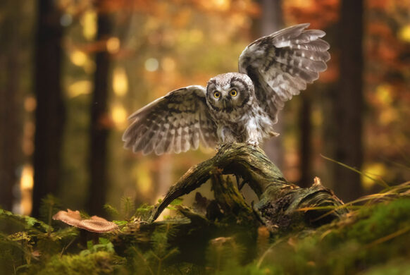 owls and birds of prey wildlife photography - inscape photo tours