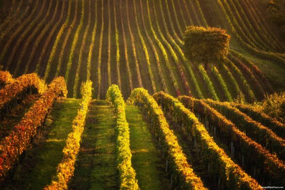 moravia vineyards