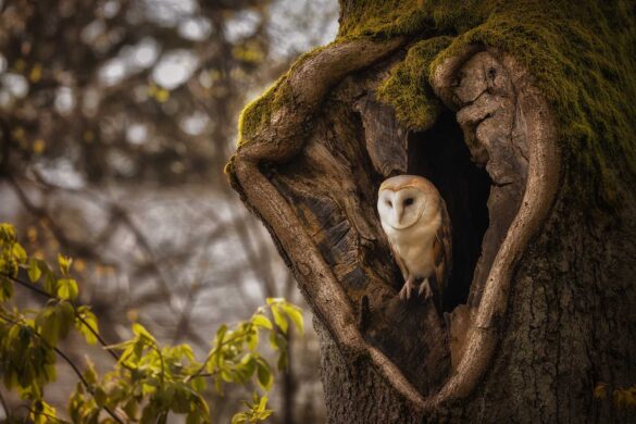 Owls photography in Czechia