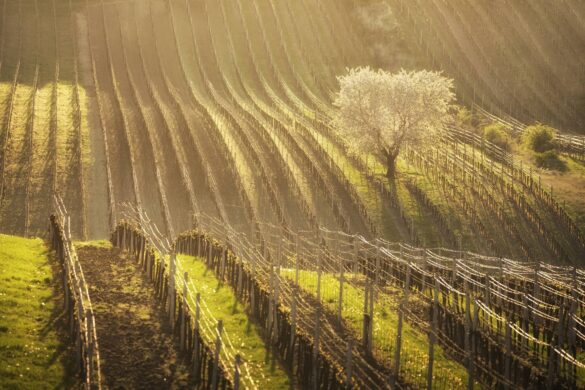 South Moravia Photo Tour with Inscape Photo Tours. Rolling fields