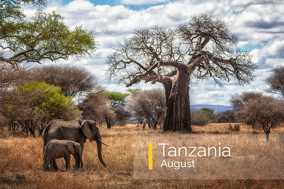 Tanzania photo tour by inscape photo tours. Take the best picures in Africa, Serengeti elephants