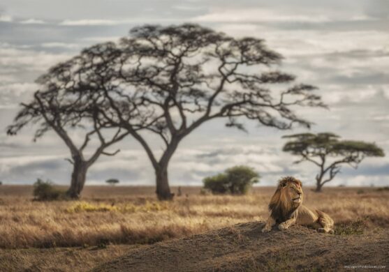 Tanzania Photo Tour - Inscape Photo Tours - lion