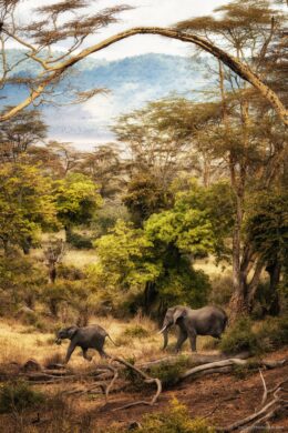 Tanzania Photo Tour - Inscape Photo Tours -elephants