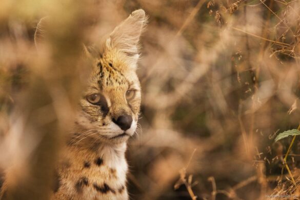Tanzania Photo Tour - Inscape Photo Tours -serval