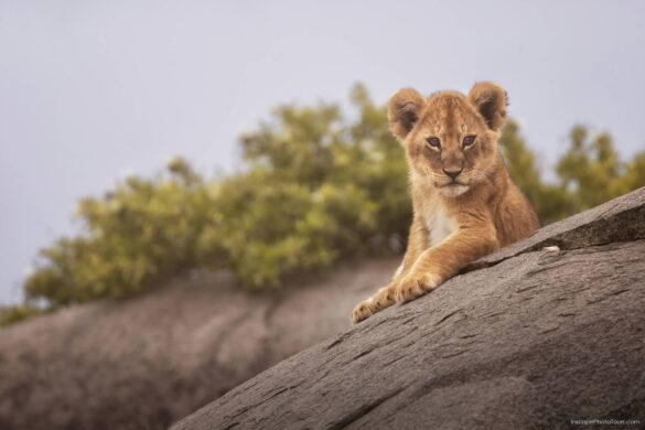 Tanzania Photo Tour lion small