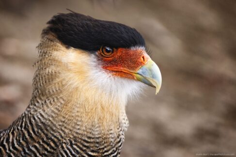 Patagonia photo workshop -