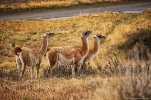 Patagonia photo workshop - Torres Del Paine National Park