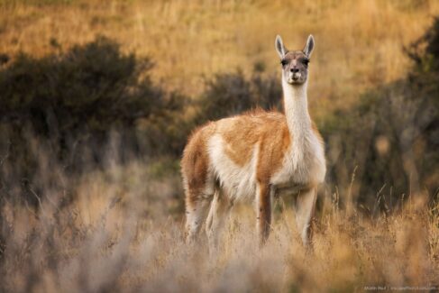 Patagonia photo workshop - Torres Del Paine National Park