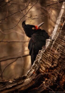 Patagonia photo workshop - woodpecker female