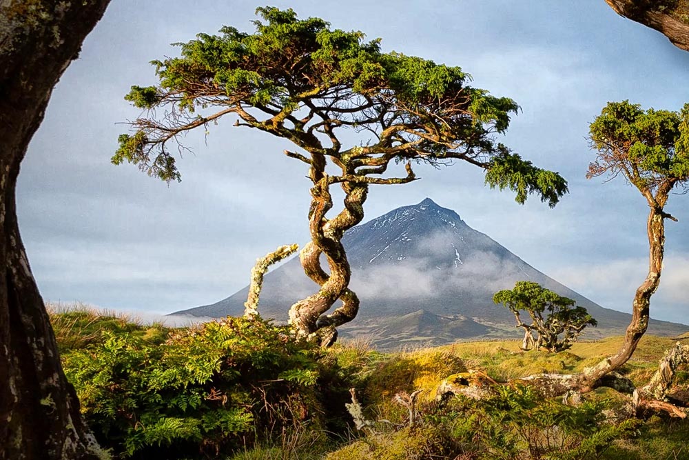 Pico twisted trees - Azores Photo workshop with Inscape Photo Tours