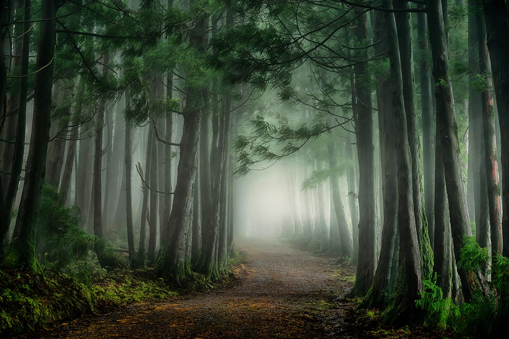 Black Forest in Tarceira island - Azores Photo workshop with Inscape Photo Tours